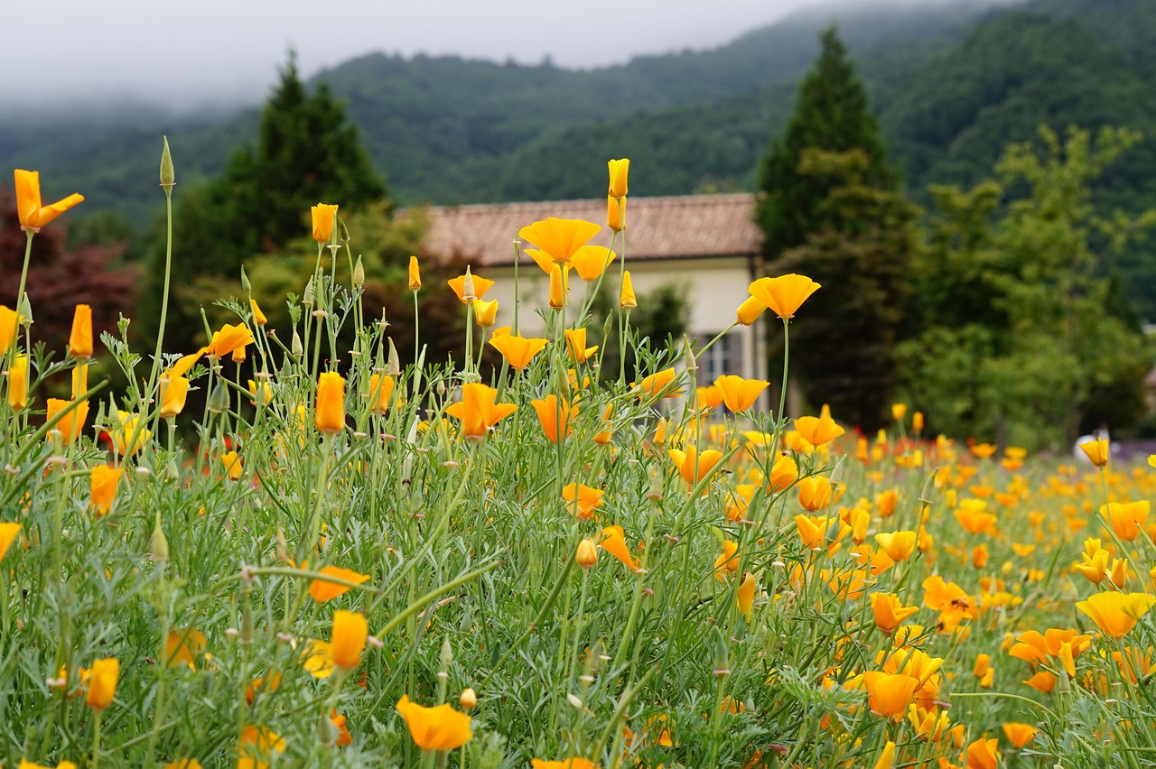 联通卡最便宜的套餐- 飞机app详情下载教程