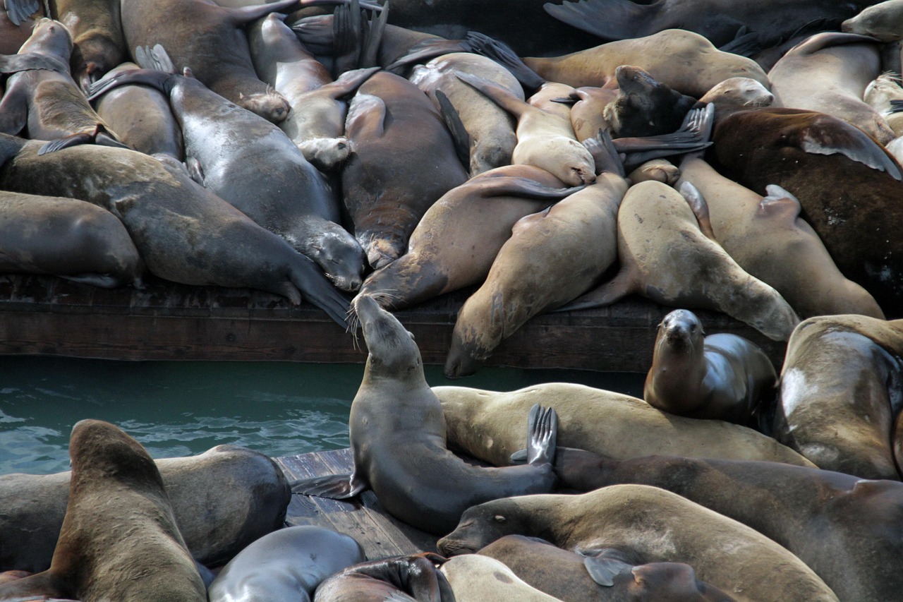 铁塔猫蛋黄双爆珠(细):遵义注册公司代理